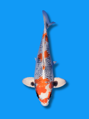 Beni Ginga | Koi&Co.